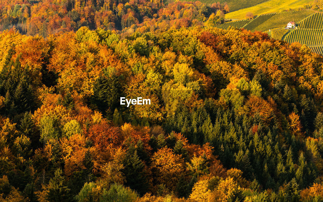 Aerial view of autumn forest in south styria green hart of austria. view at hiking paths 