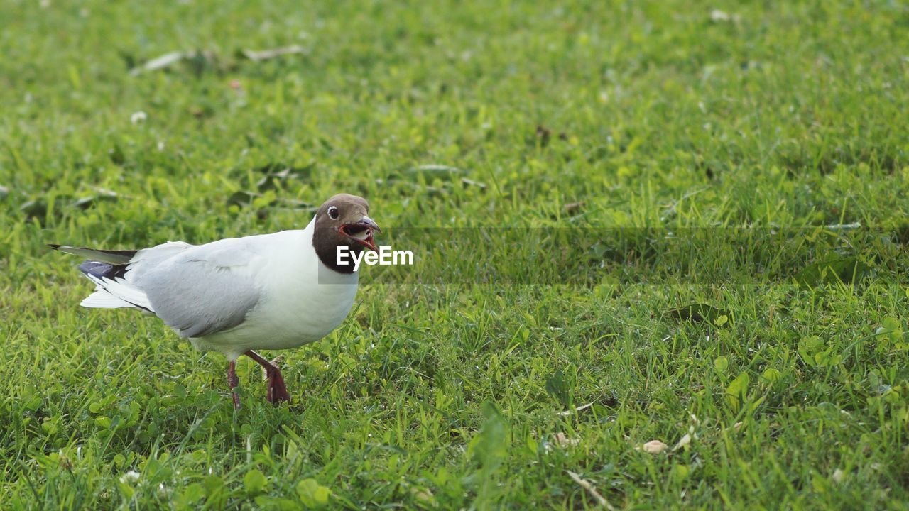 Black-headed gull on grassy field