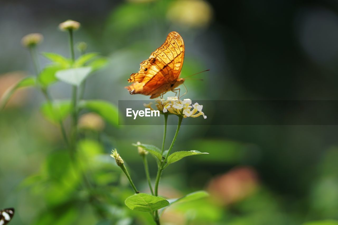 CLOSE-UP OF BUTTERFLY POLLINATING FLOWER