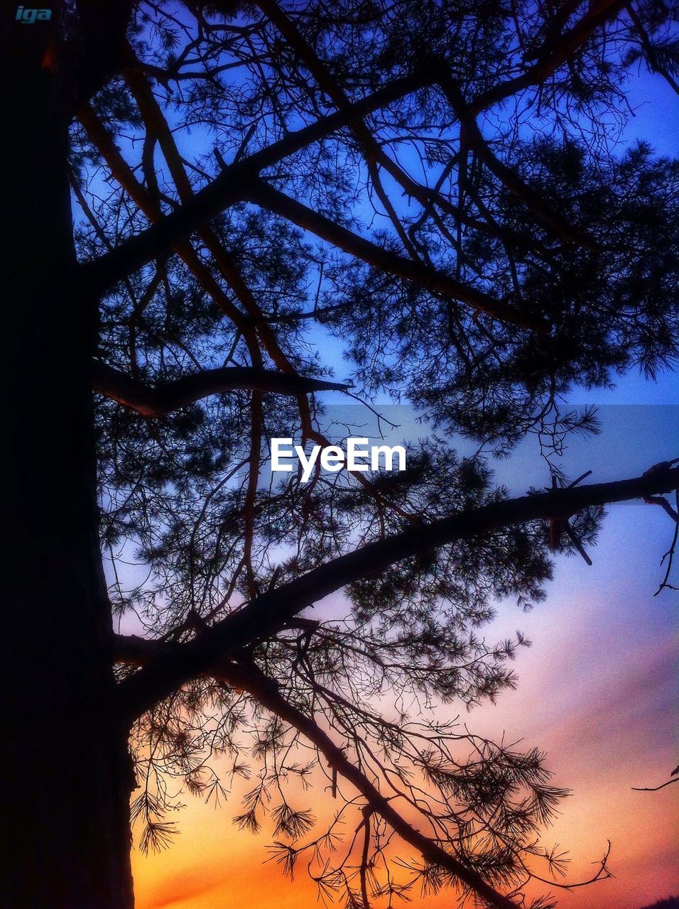 LOW ANGLE VIEW OF TREES AGAINST SKY