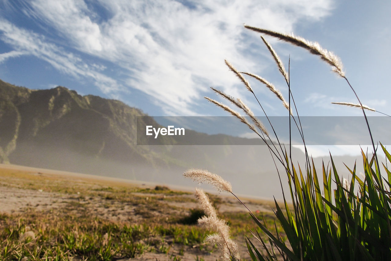 Close-up of grass against sky