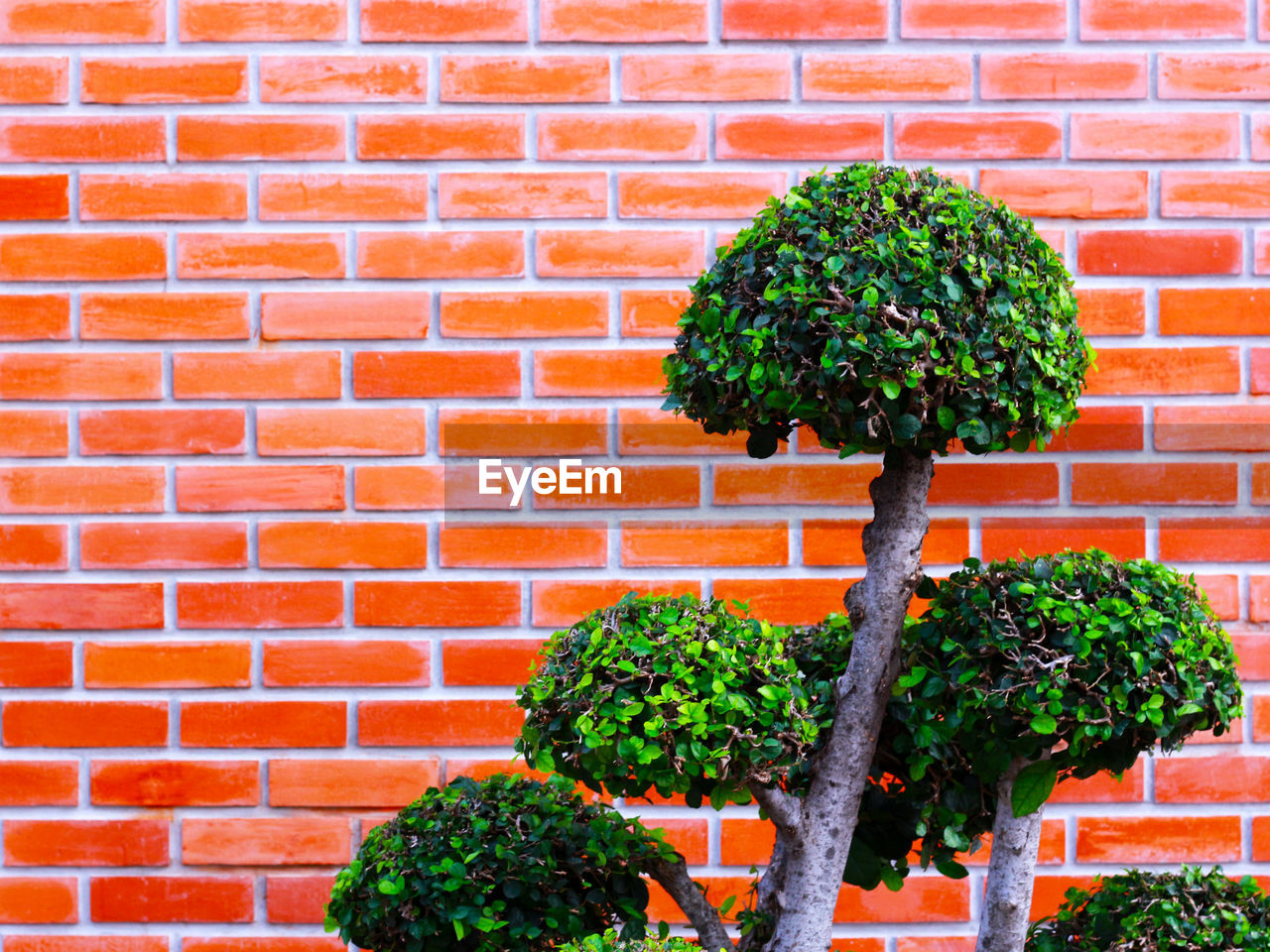 POTTED PLANT AGAINST BRICK WALL
