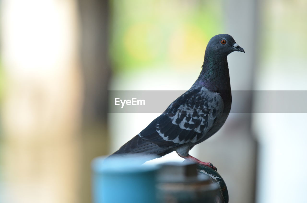 CLOSE-UP OF PIGEON