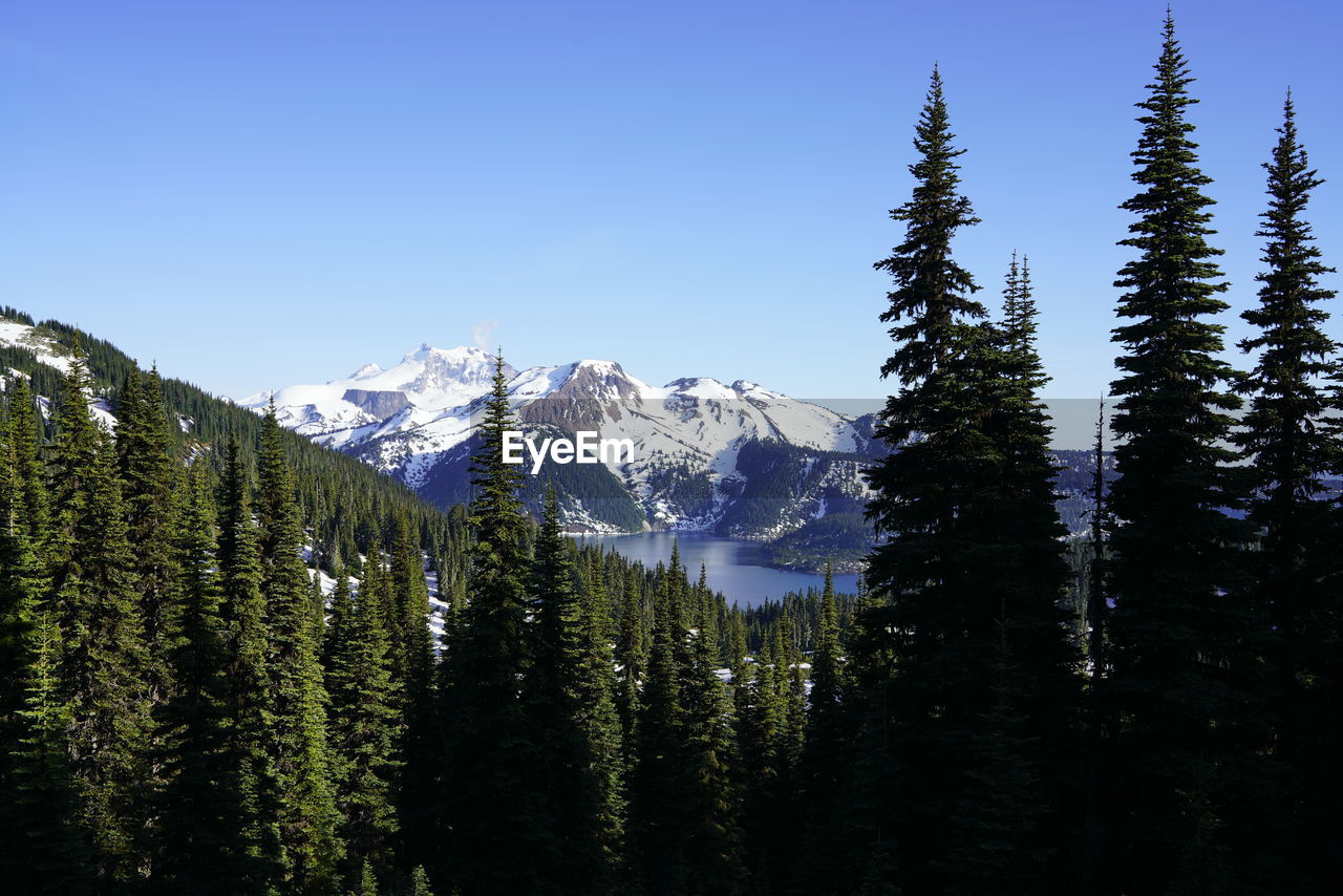 Pine trees on snowcapped mountains against sky