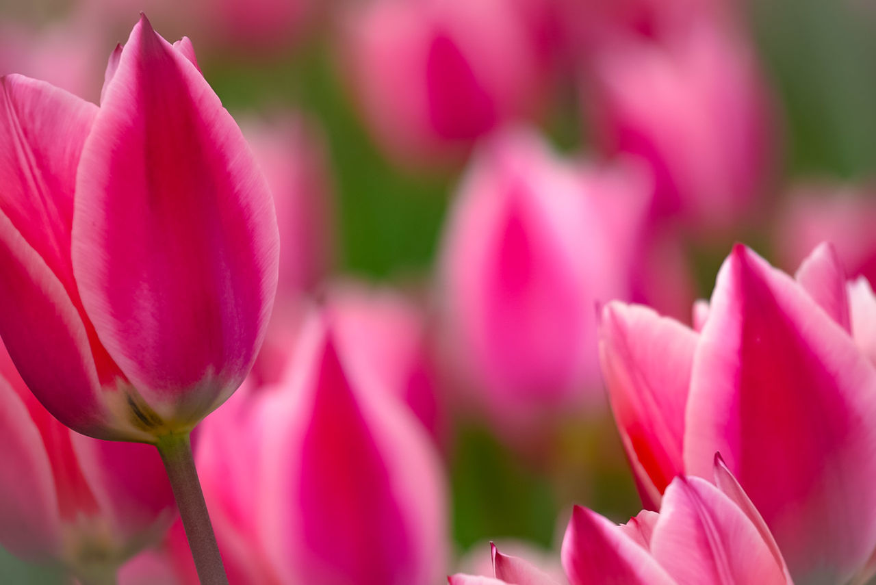 Close-up of pink flowers blooming outdoors