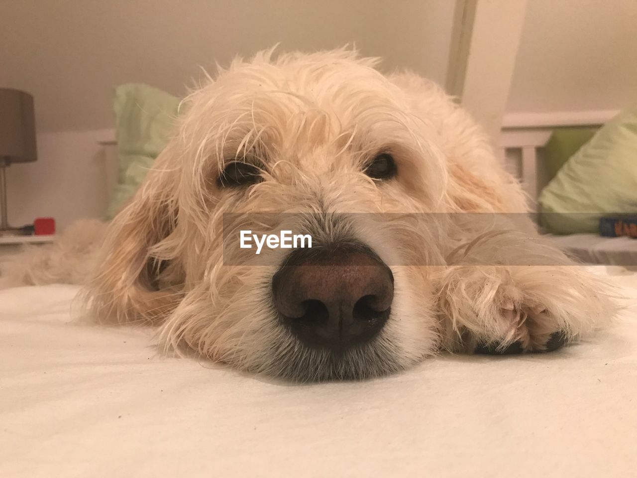 CLOSE-UP PORTRAIT OF A DOG