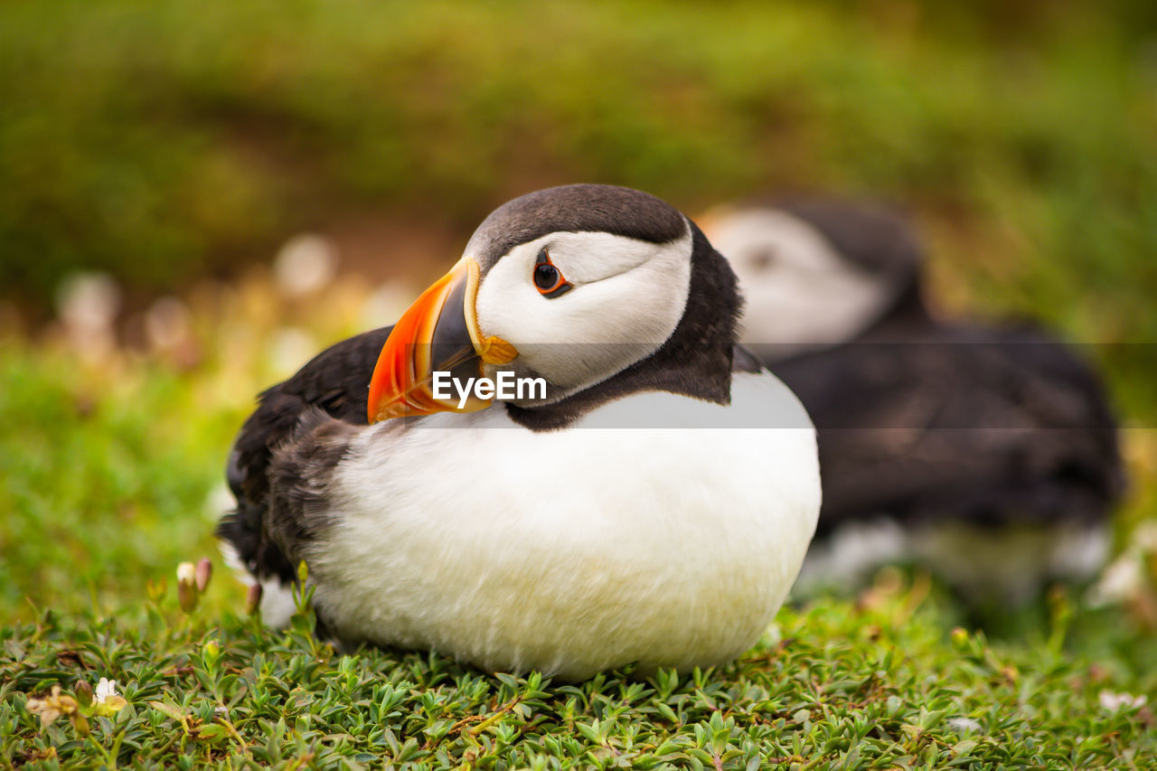 animal themes, bird, animal, puffin, animal wildlife, wildlife, beak, grass, one animal, nature, seabird, no people, plant, portrait, outdoors, full length, animal body part, close-up, day, feather, land, front view, cute