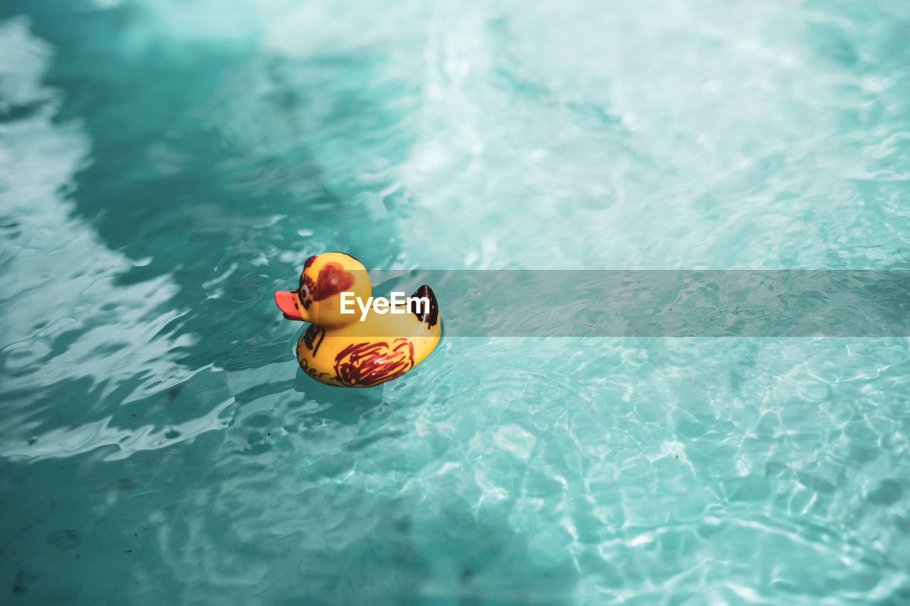 High angle view of duck toy floating in swimming pool