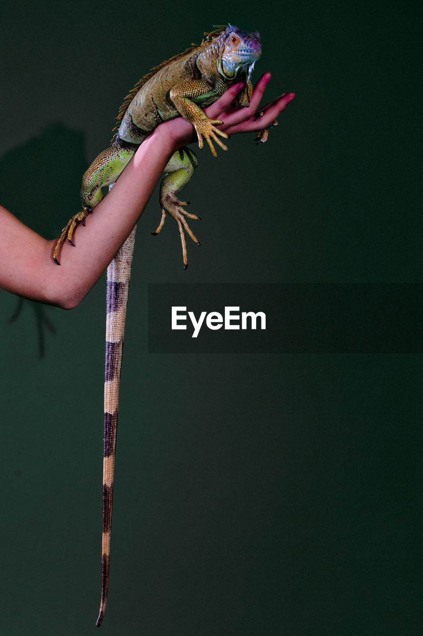 Cropped hand of woman holding iguana against wall