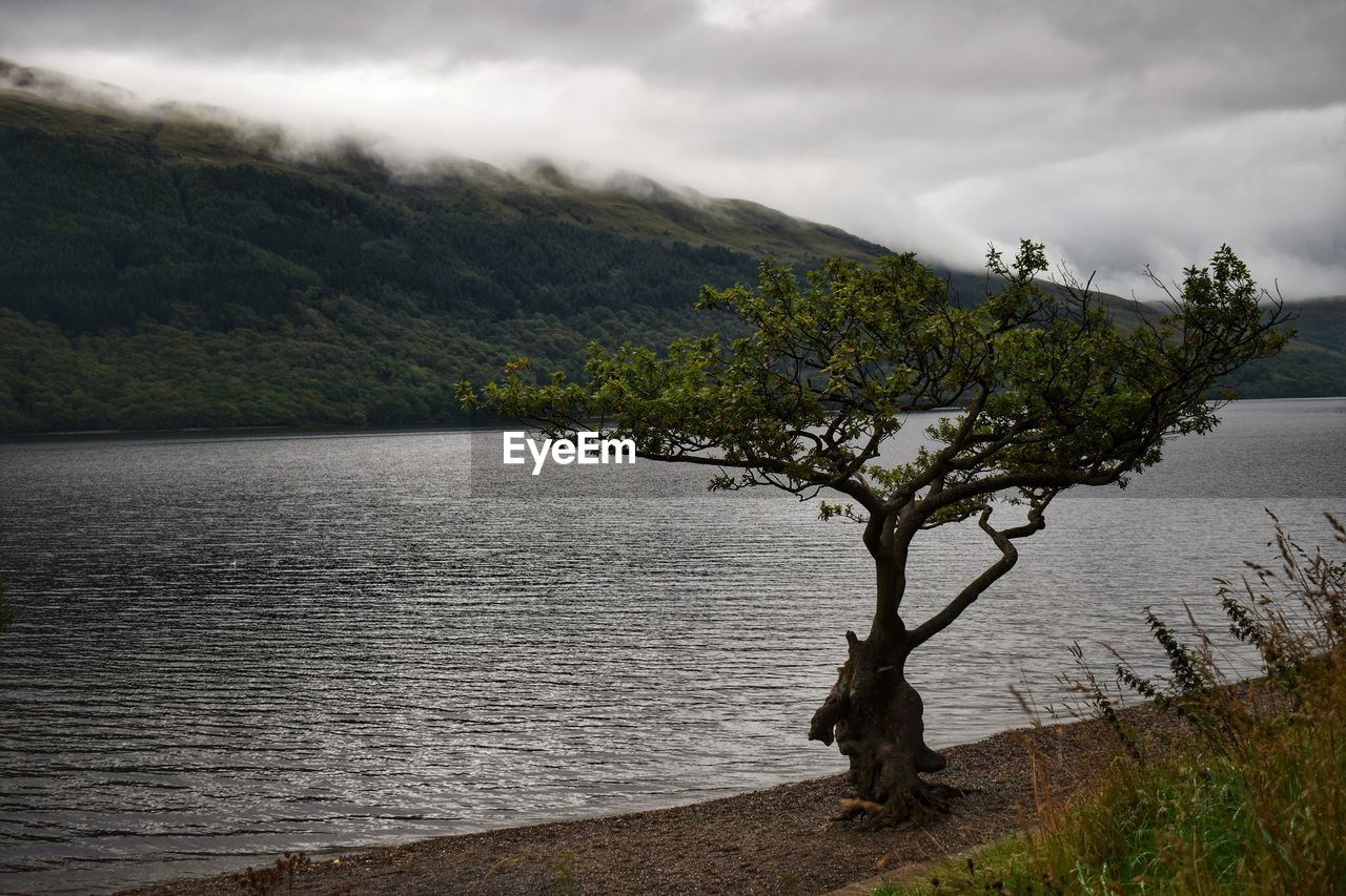 Tree by lake against sky