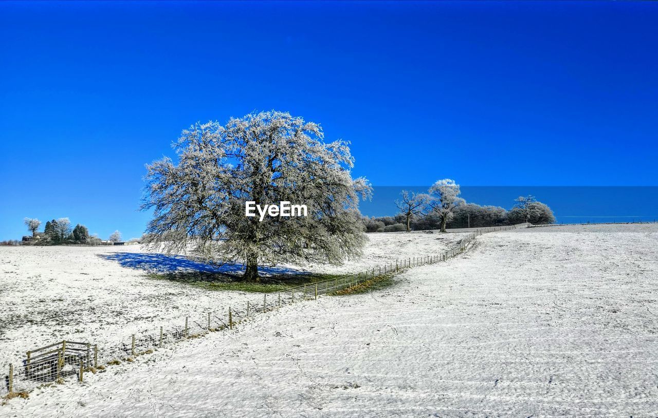 Trees on field against clear blue sky