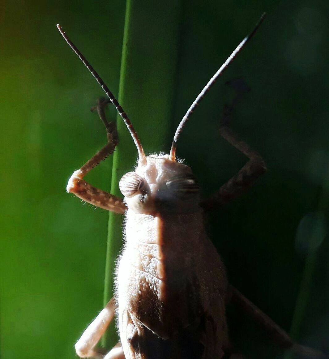 CLOSE-UP OF GRASSHOPPER