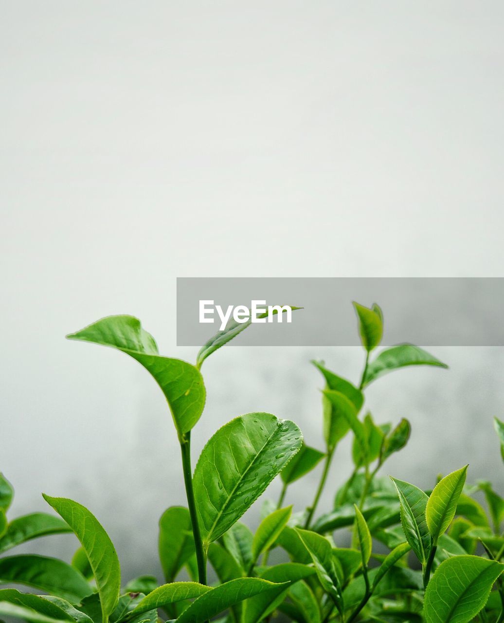 CLOSE-UP OF FRESH PLANT AGAINST WATER