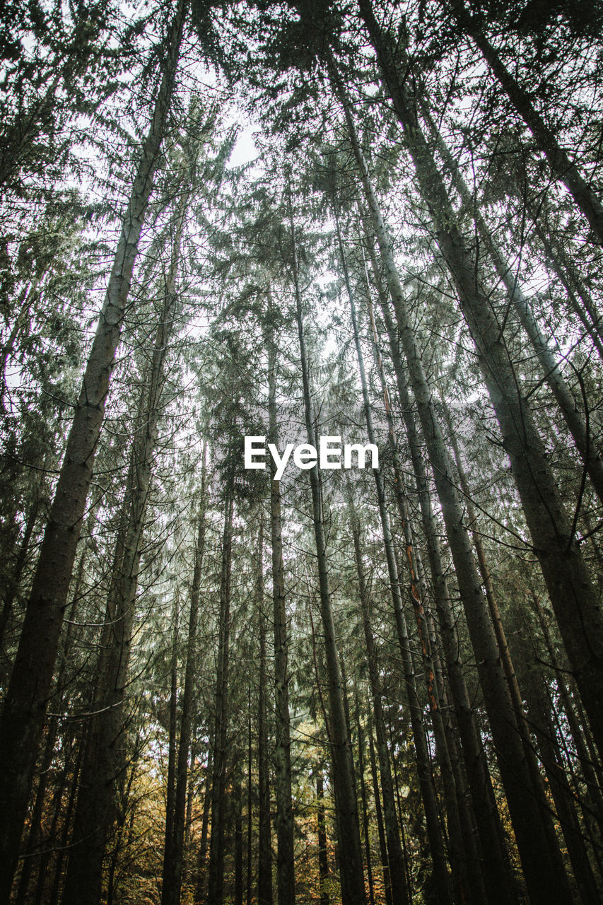 Low angle view of bamboo trees in forest