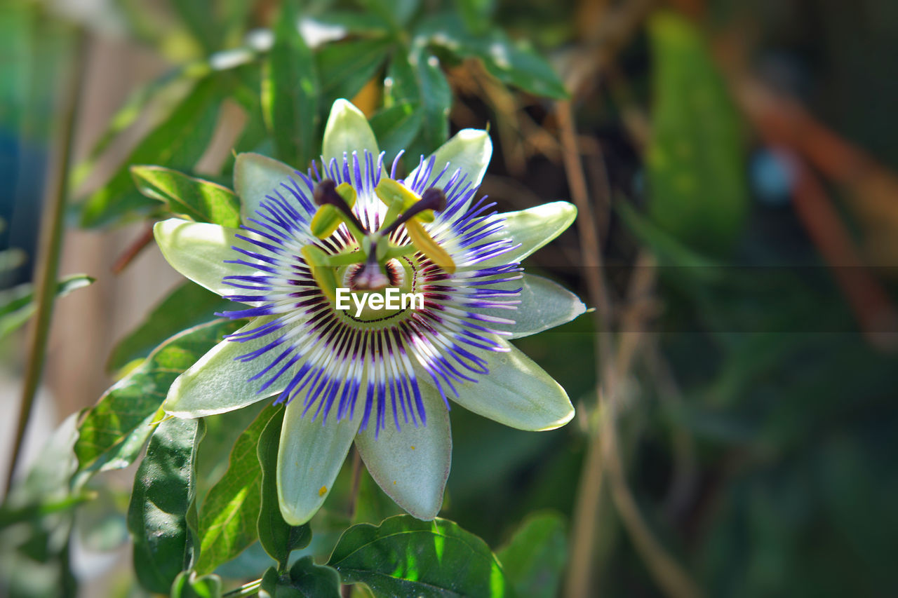 Close-up of purple flower