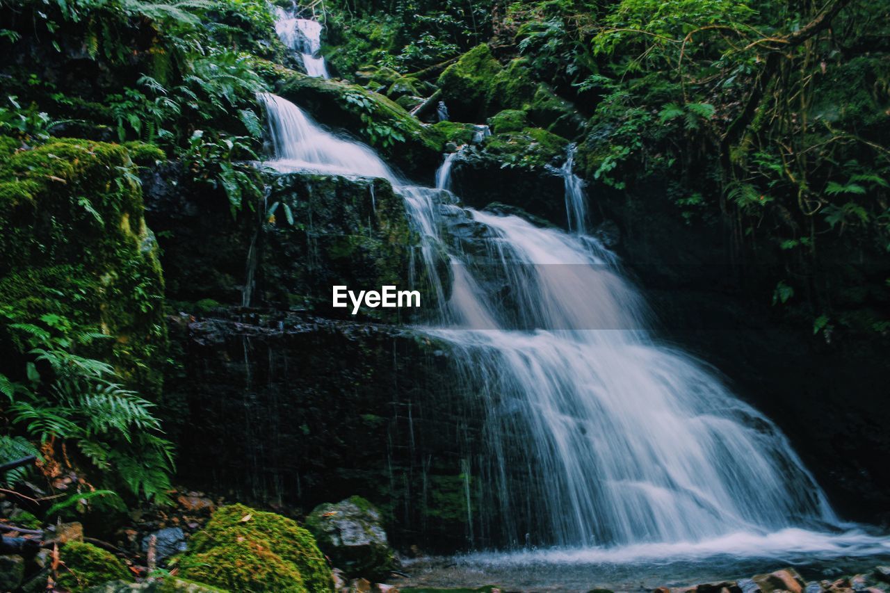 Scenic view of waterfall in forest