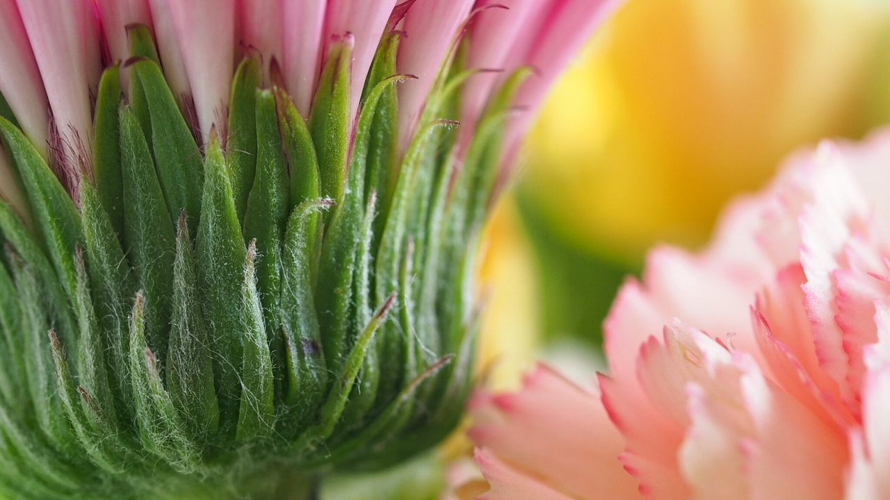 Close-up of pink flower