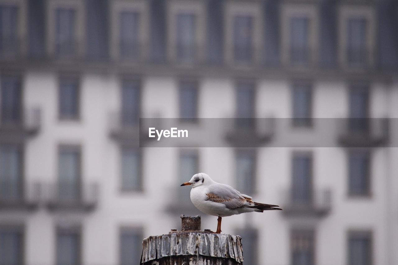 Close-up of seagull perching on wooden post against building