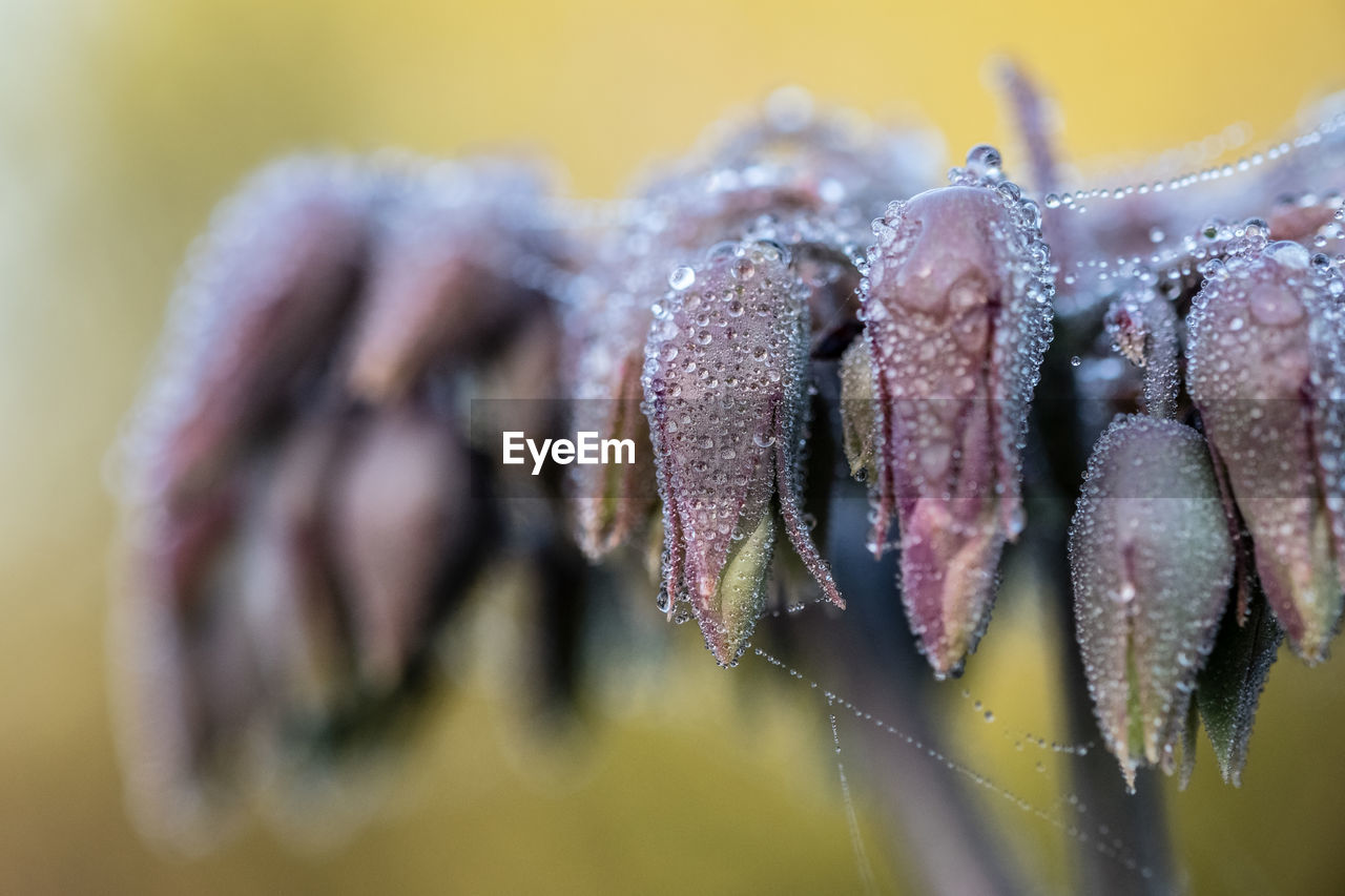 Close-up of wet purple flowering plant