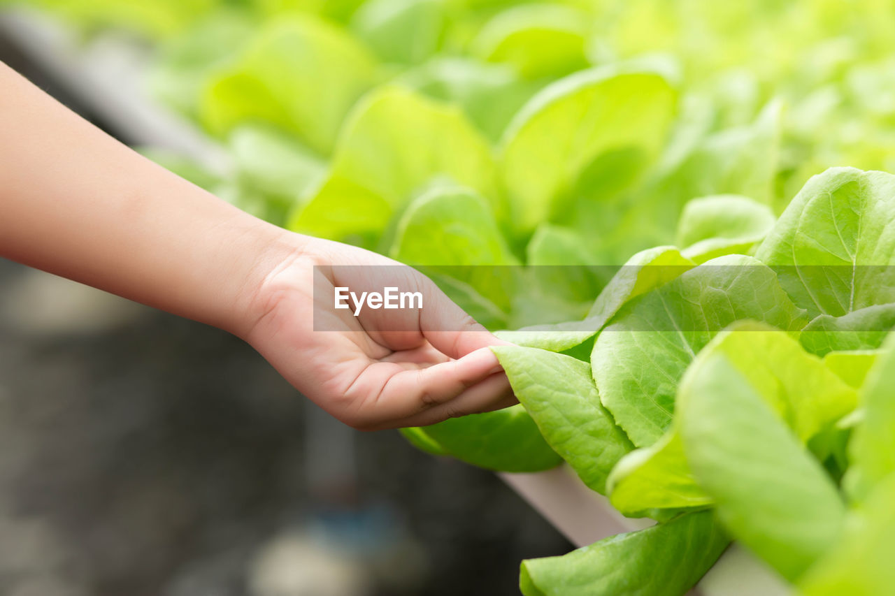 CLOSE-UP OF HAND HOLDING PLANT