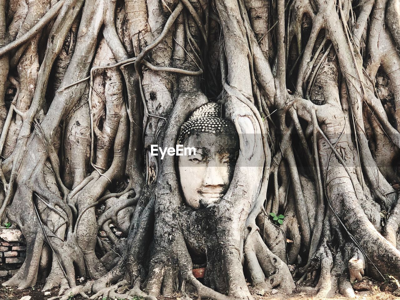 Statue of buddha in tree