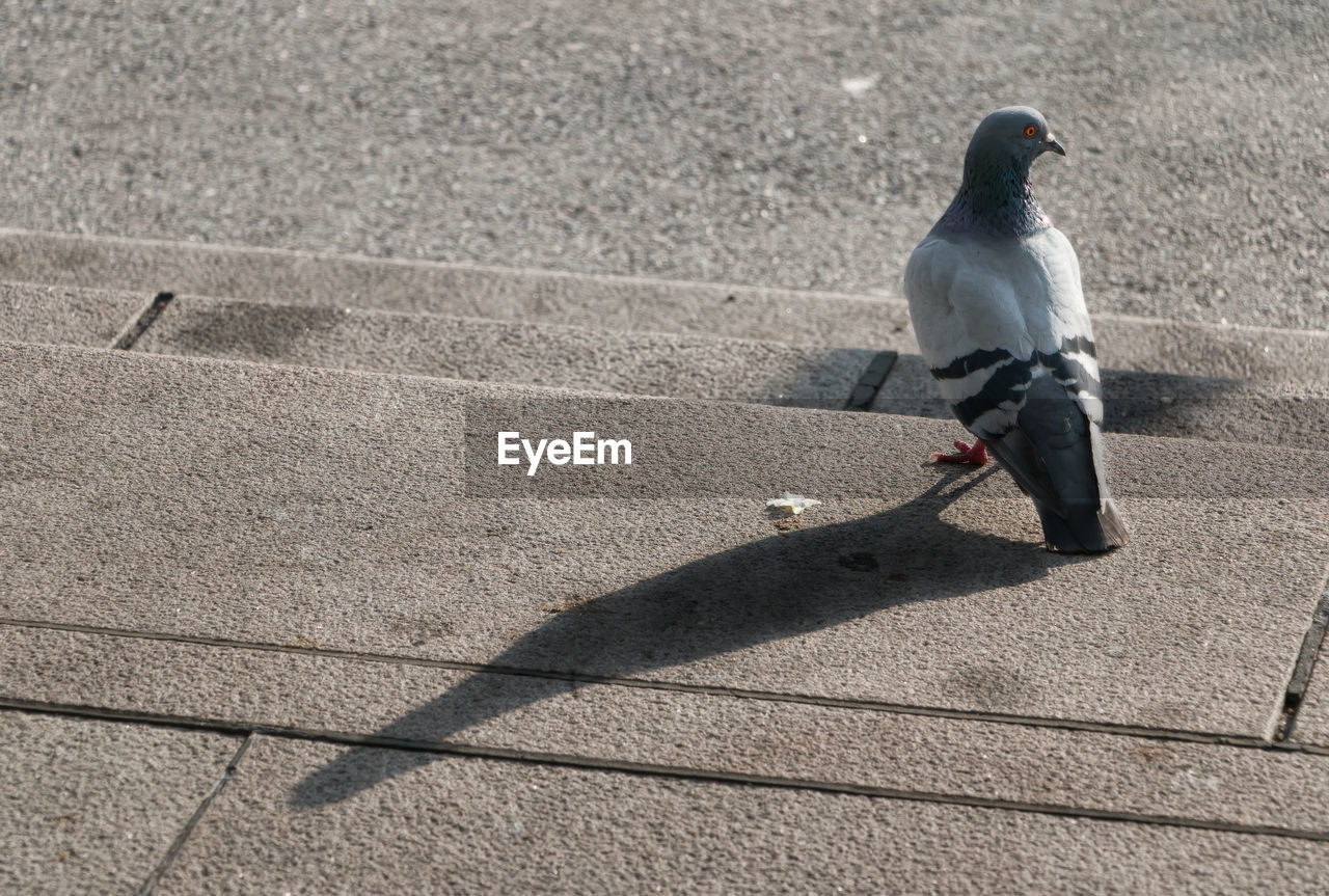 HIGH ANGLE VIEW OF BIRD PERCHING ON SHADOW OF FLOOR