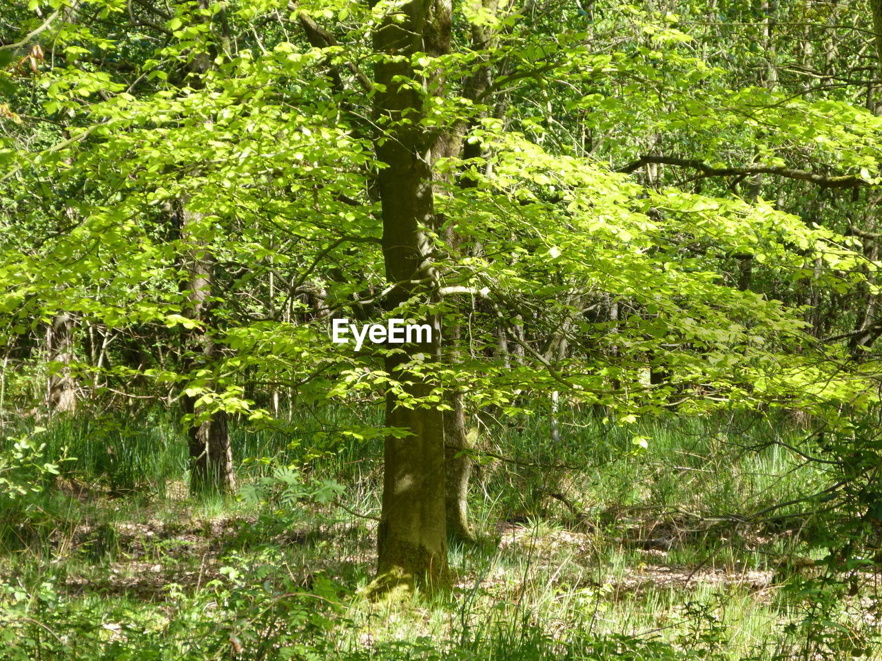 VIEW OF TREES IN FOREST