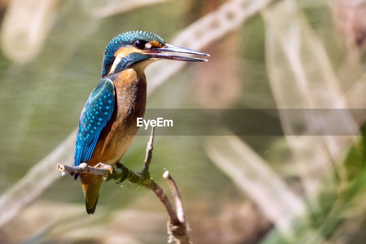 CLOSE-UP OF A BIRD PERCHING ON A BRANCH