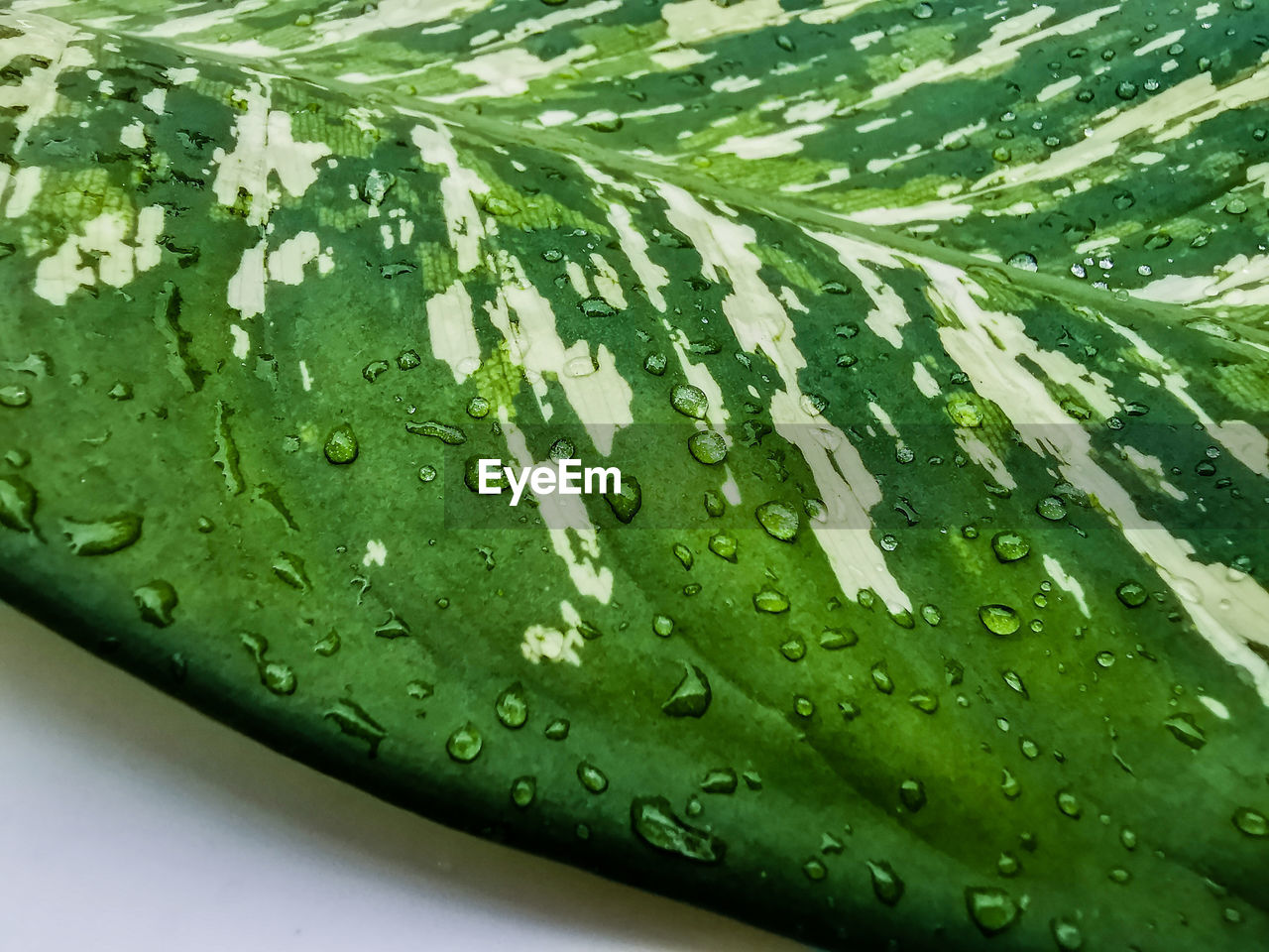 CLOSE-UP OF WET LEAVES