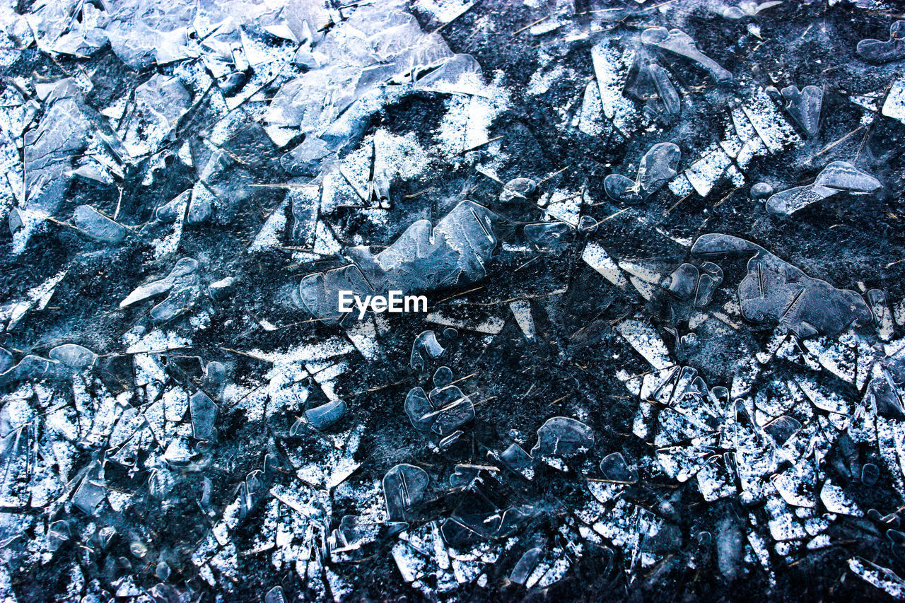 Full frame shot of snow covered leaves