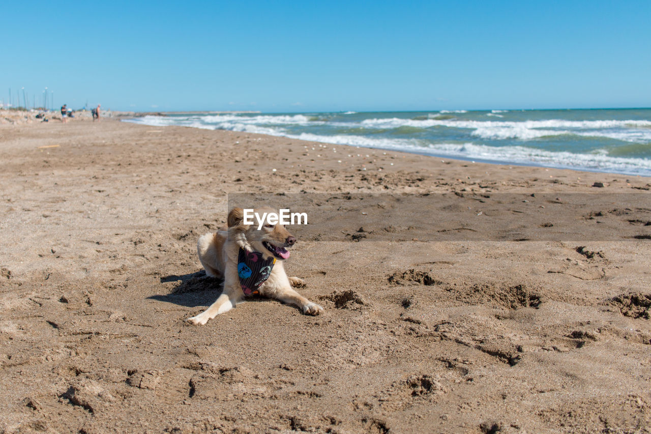 DOG LYING ON BEACH