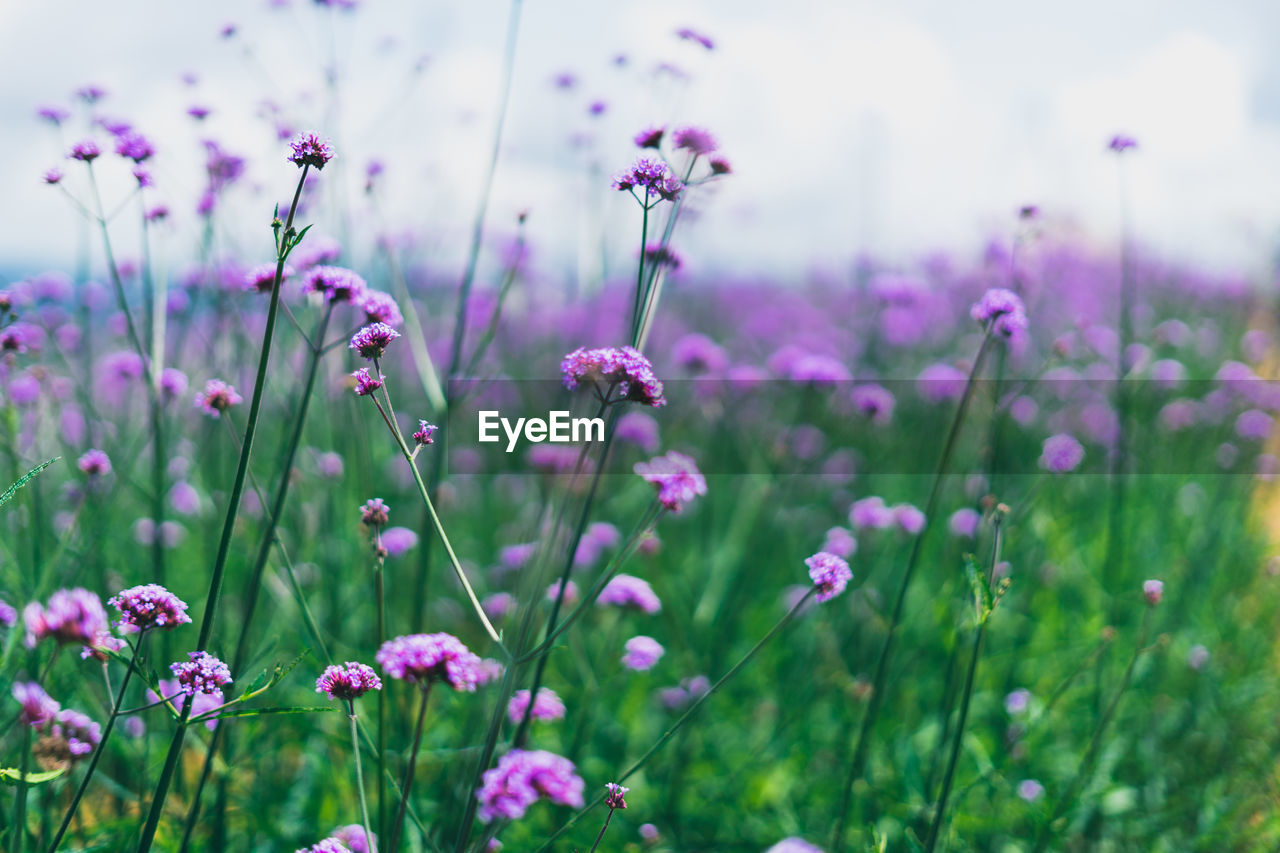 Close-up of purple flowering plants on field