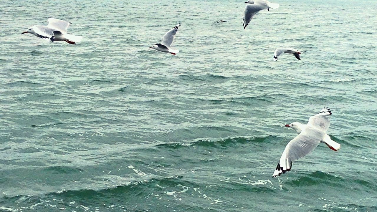 Seagulls flying over sea