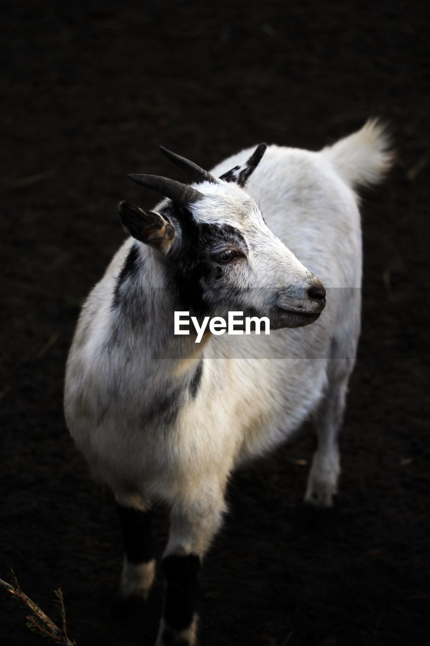 High angle view of goat on field