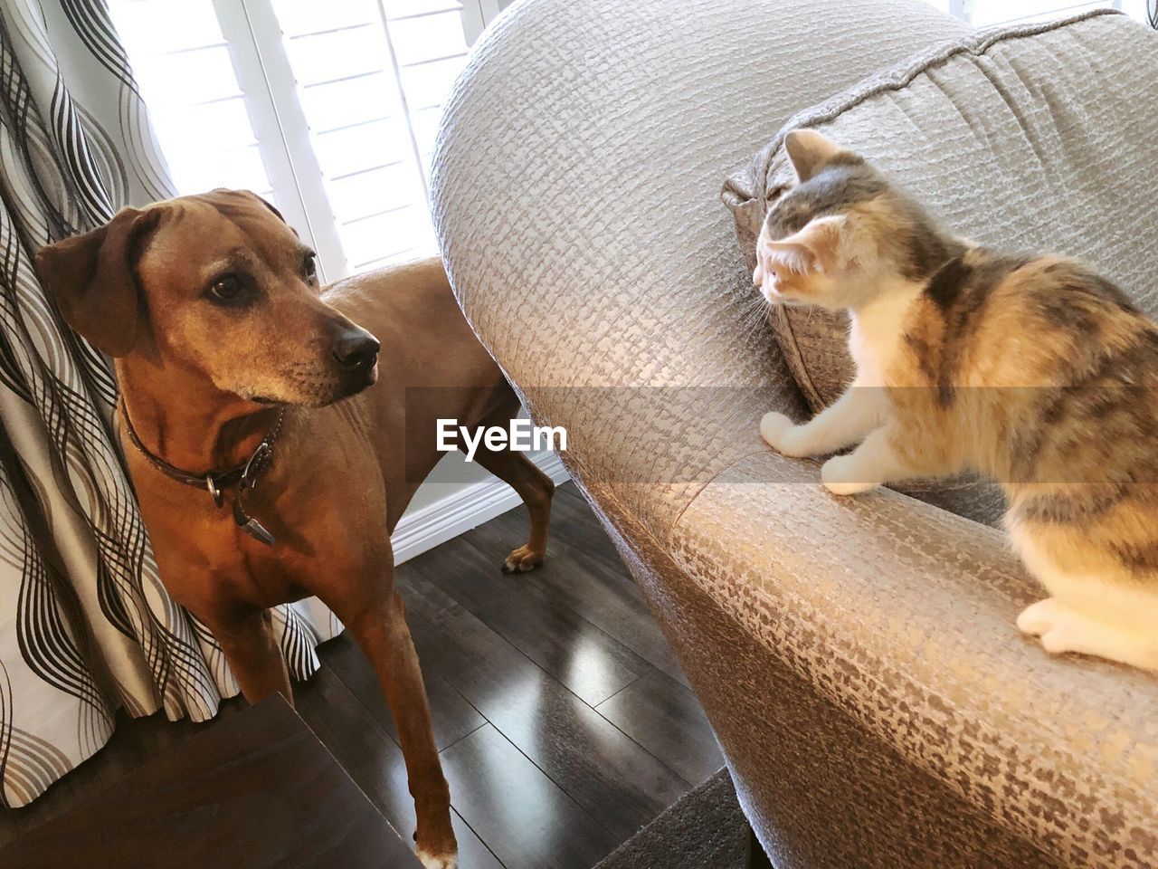 HIGH ANGLE VIEW OF A DOG ON FLOOR