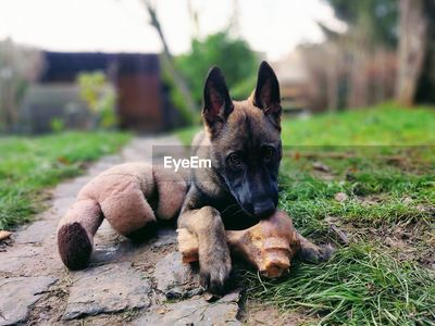 German shepherd big bone online