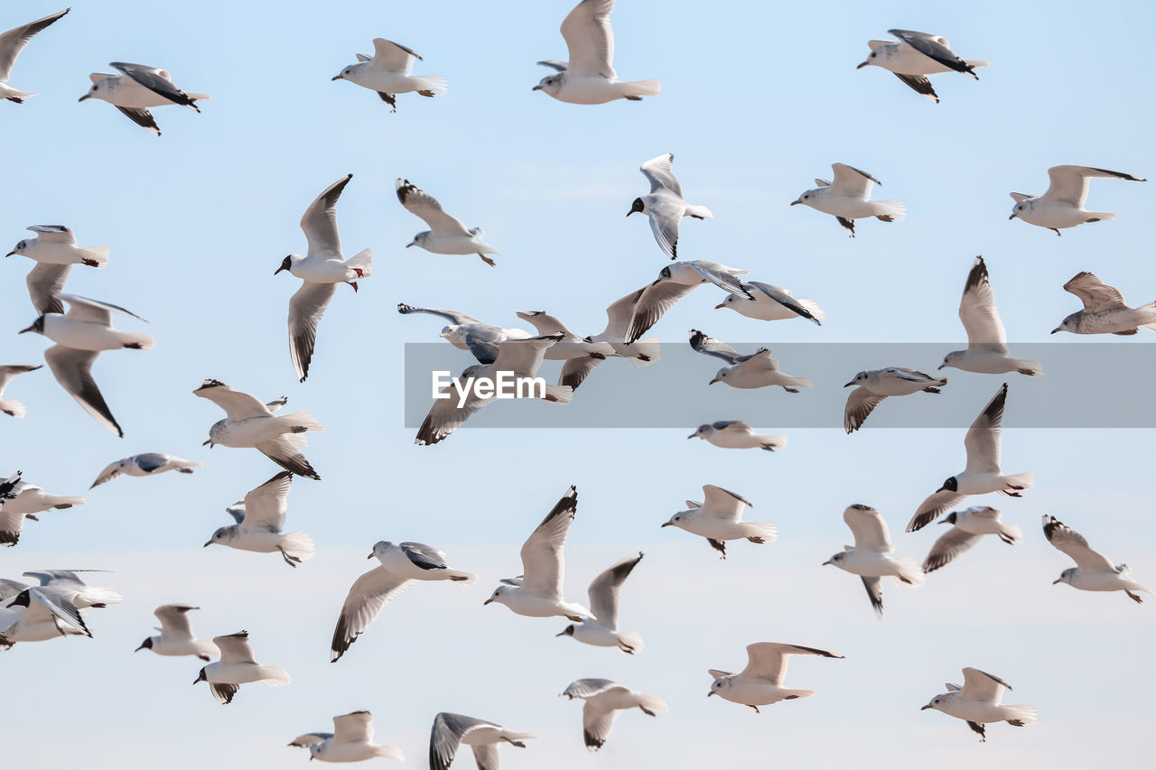 Low angle view of birds flying in the sky