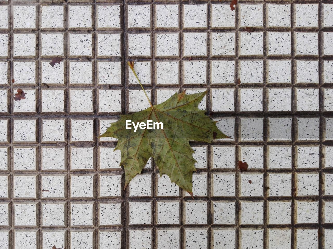 Directly above shot of maple leaf on floor