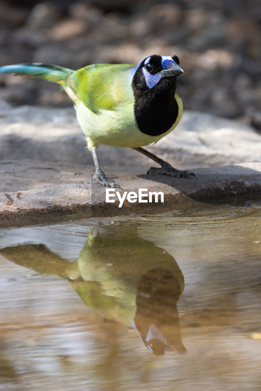 animal themes, animal, bird, animal wildlife, wildlife, one animal, nature, beak, water, no people, reflection, yellow, close-up, full length, songbird, perching, outdoors, green, day, lake