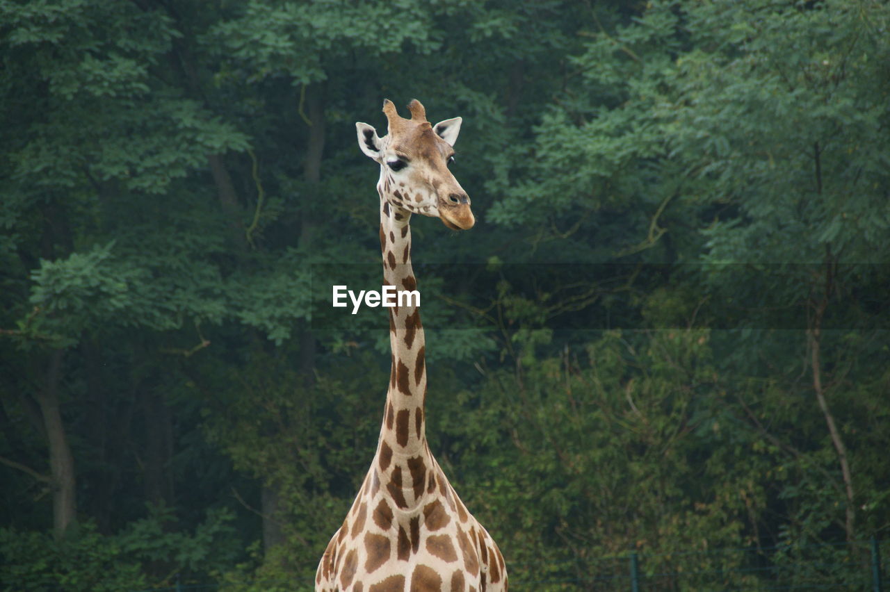 Portrait of giraffe in forest