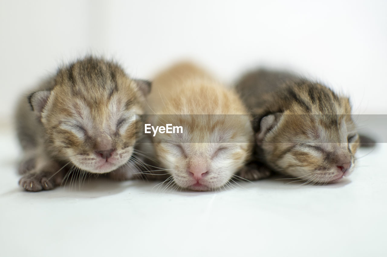 CLOSE-UP OF A CAT SLEEPING ON WHITE BACKGROUND