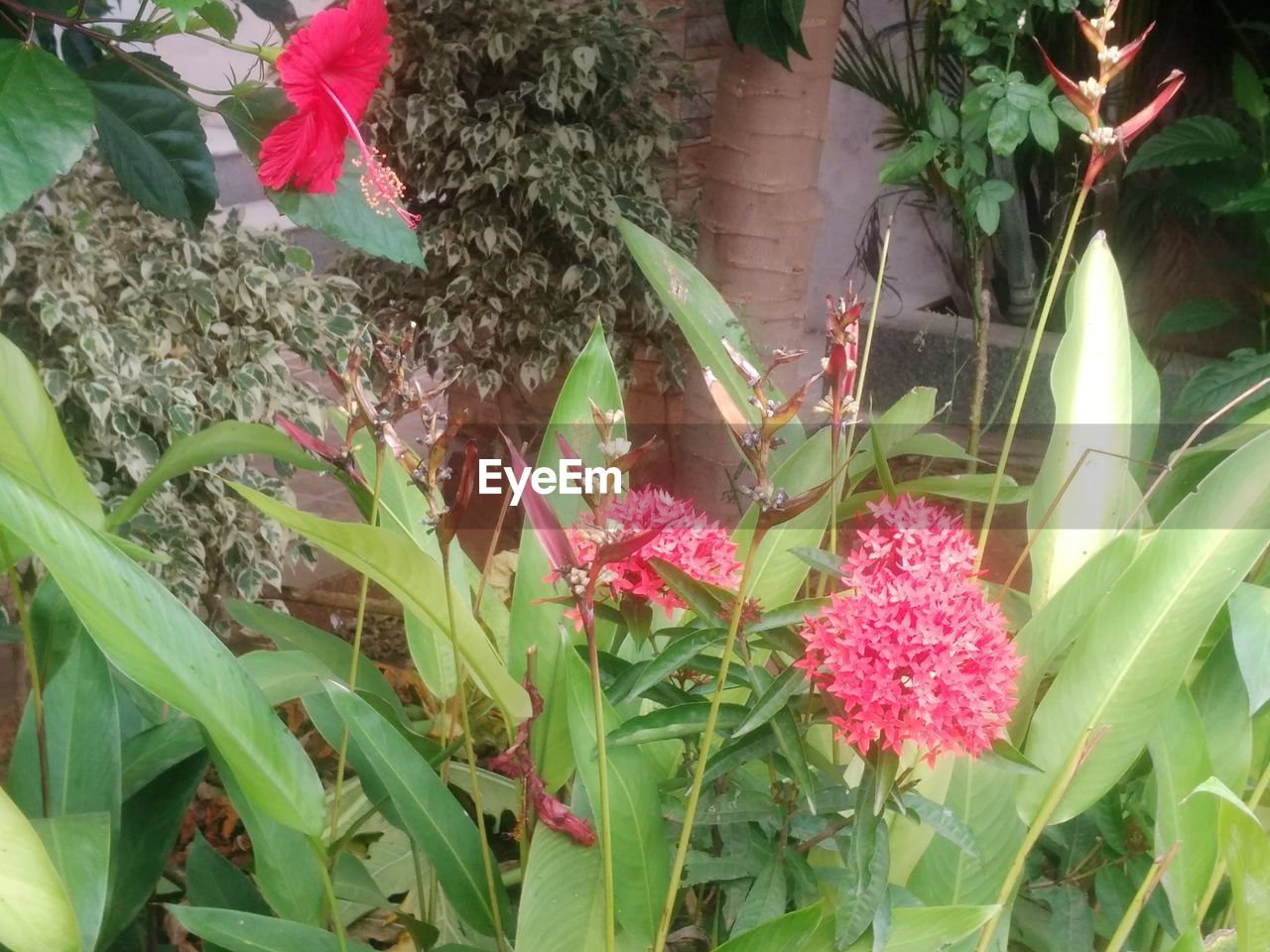 CLOSE-UP OF FLOWERS GROWING IN PLANT