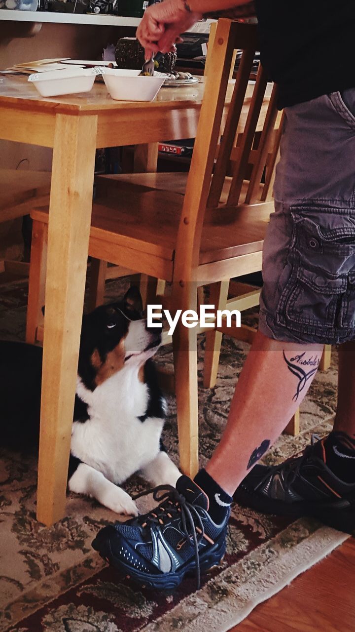 Dog sitting below chair by man at home