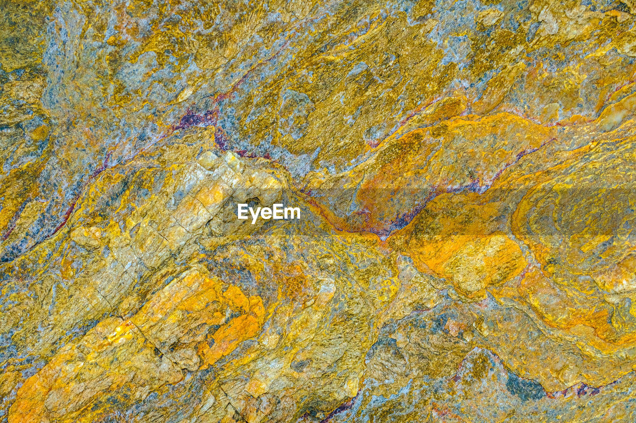 FULL FRAME SHOT OF LICHEN ON ROCK WITH YELLOW BACKGROUND