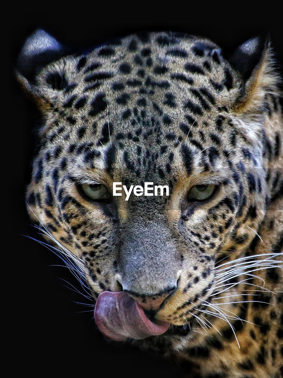 Close-up portrait of leopard against black background