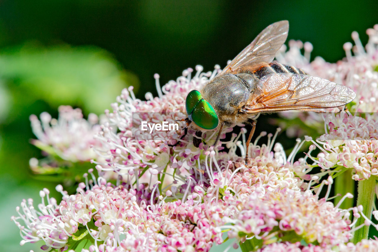 CLOSE-UP OF BUTTERFLY POLLINATING ON PINK FLOWER