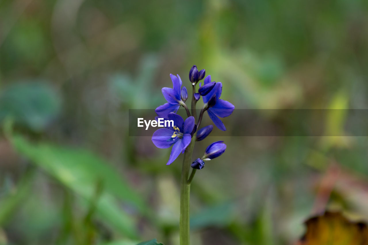 Close-up of purple flowers blooming outdoors