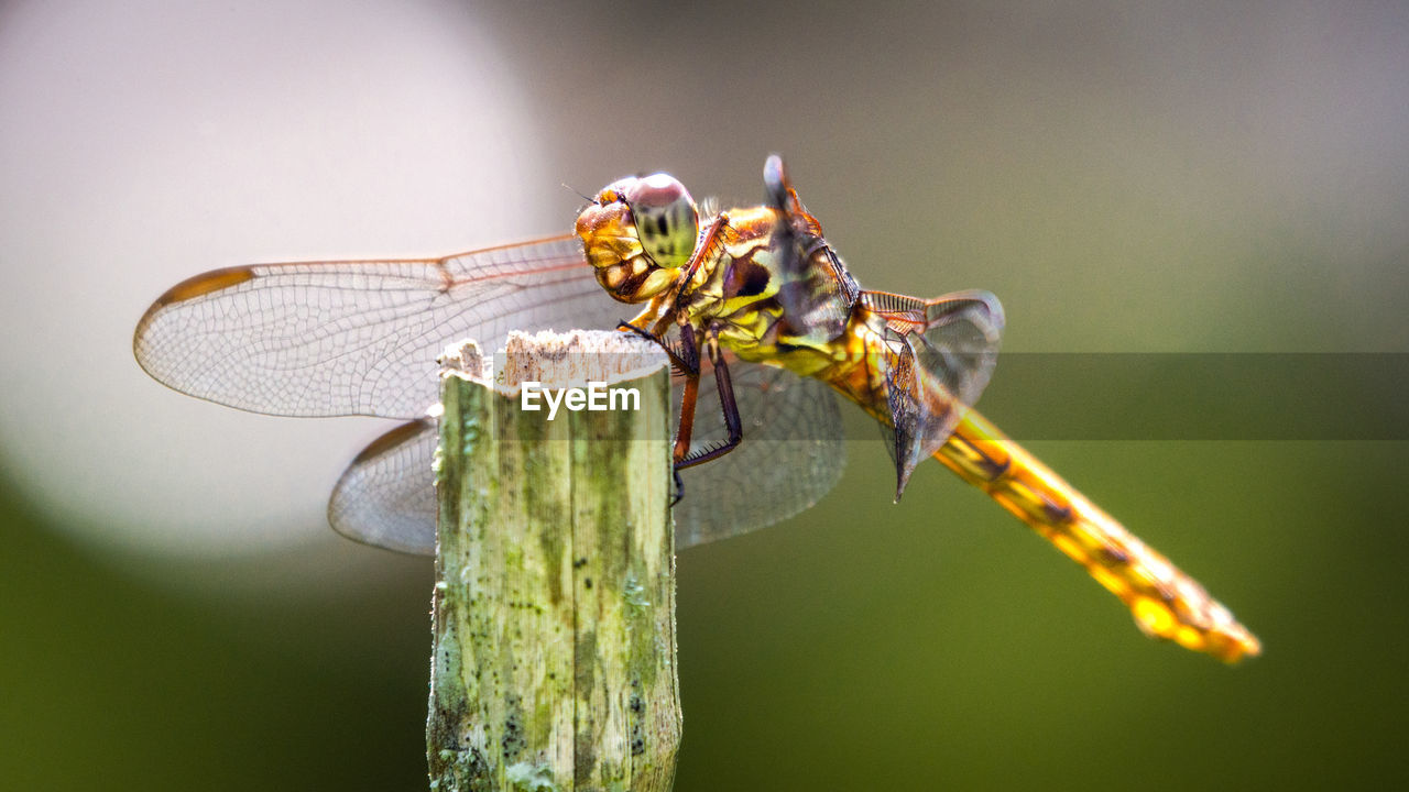 CLOSE-UP OF DRAGONFLY ON LEAF