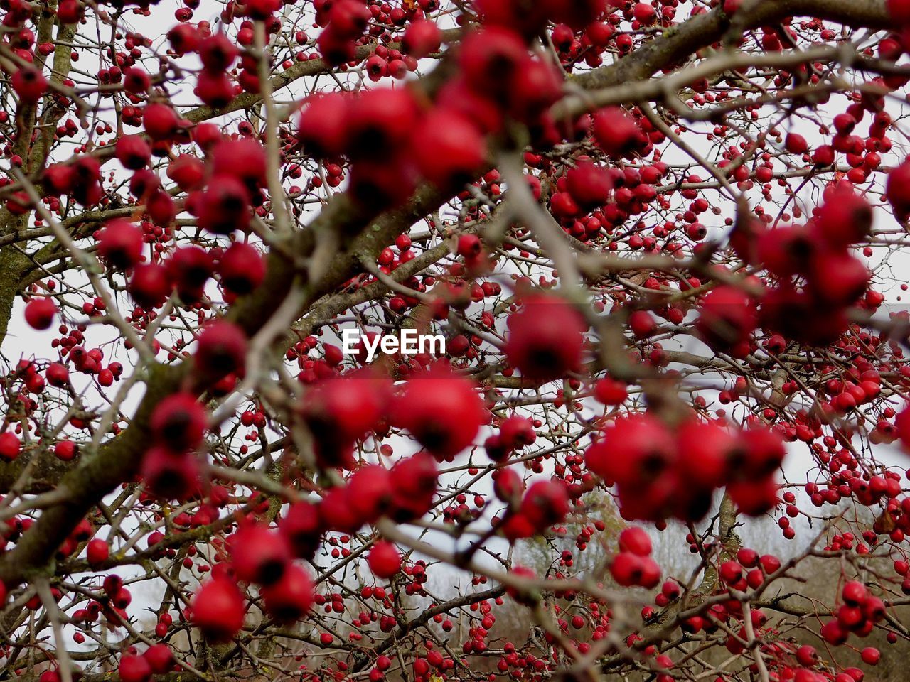 FULL FRAME SHOT OF RED BERRIES PLANT