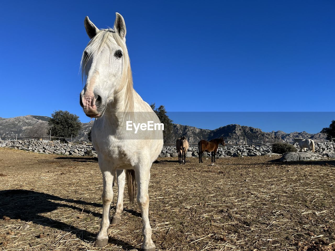 animal, animal themes, mammal, horse, domestic animals, pet, livestock, one animal, mustang horse, sky, nature, animal wildlife, clear sky, landscape, blue, working animal, no people, sunlight, land, pack animal, sunny, day, standing, environment, donkey, mare, stallion, outdoors, portrait, mountain, white, rural scene, agriculture, herbivorous